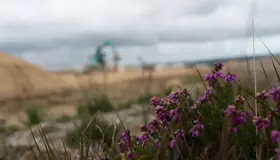 Image of heather on moorland Dsc6392
