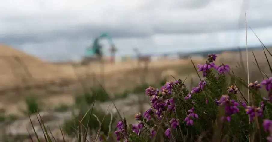 Image of heather on moorland Dsc6392