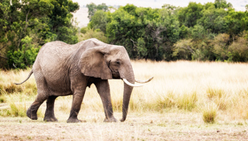 Elephant Gettyimages 902008918 Web