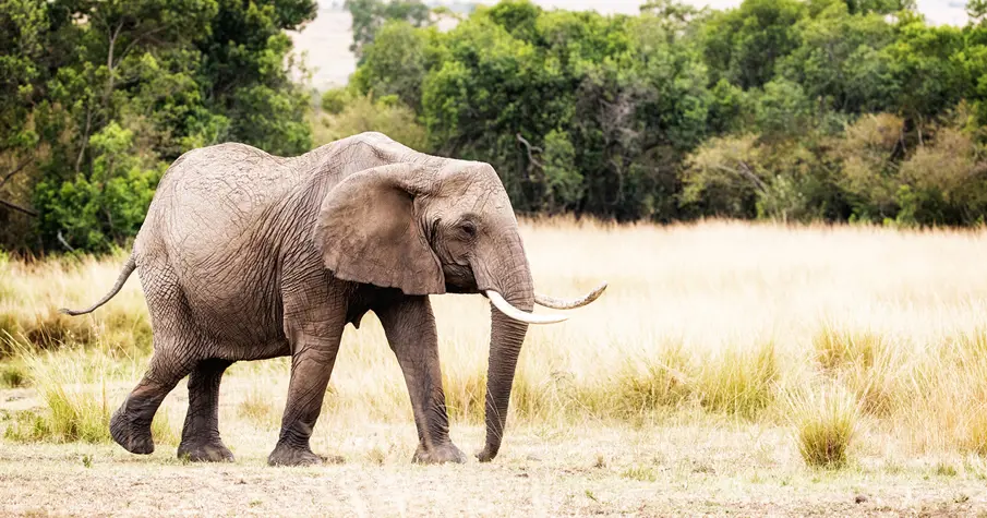 Elephant Gettyimages 902008918 Web
