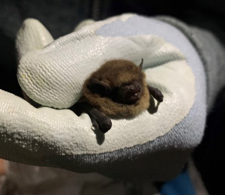 Common Pipistrelle Credit CEC