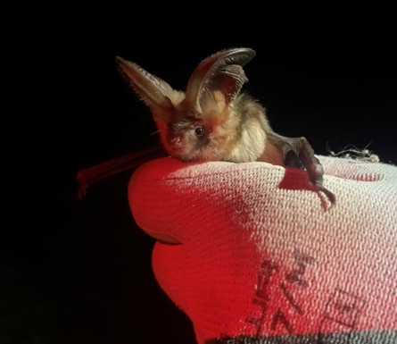 Brown Long Eared Bat Credit CEC