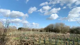 A lagoon planted with native woodland tree species and wildflowers