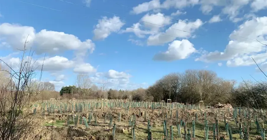 A lagoon planted with native woodland tree species and wildflowers