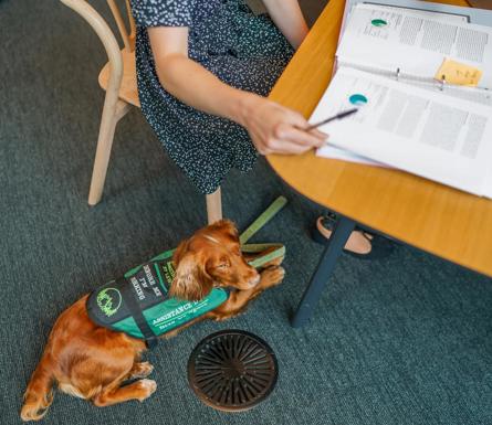 Disability image - support dog